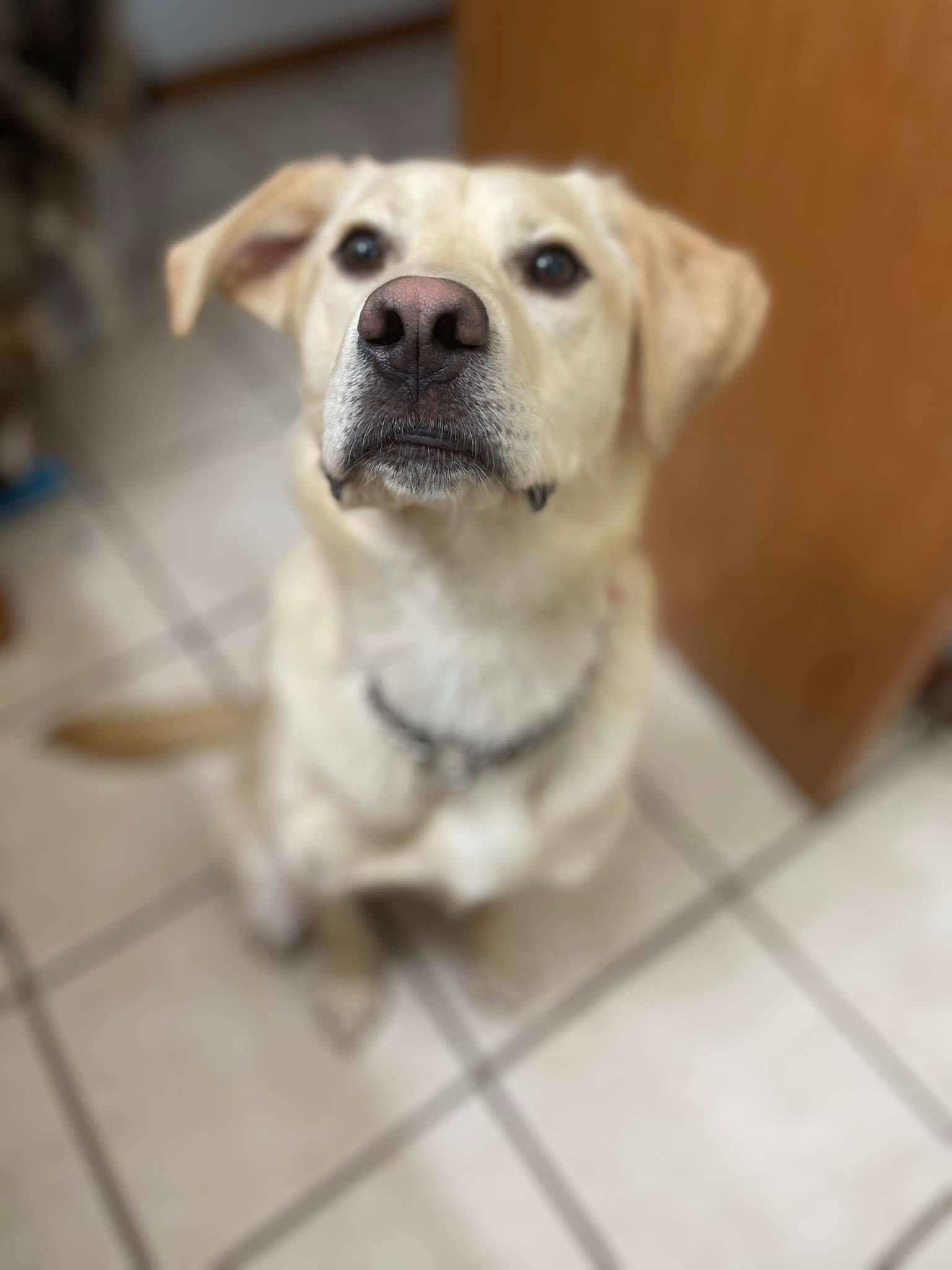 Pico, an adoptable Golden Retriever, Labrador Retriever in Anchorage, AK, 99503 | Photo Image 1