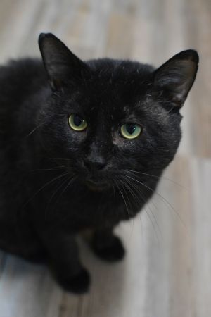 Gaspard, Adult Male unknown
