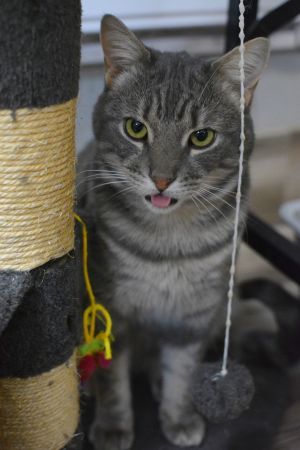 Alphonse, Adult Male unknown