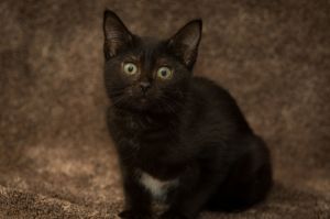 Norma, Young Female Domestic Short Hair