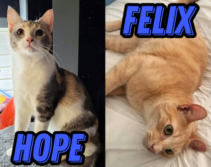 Felix