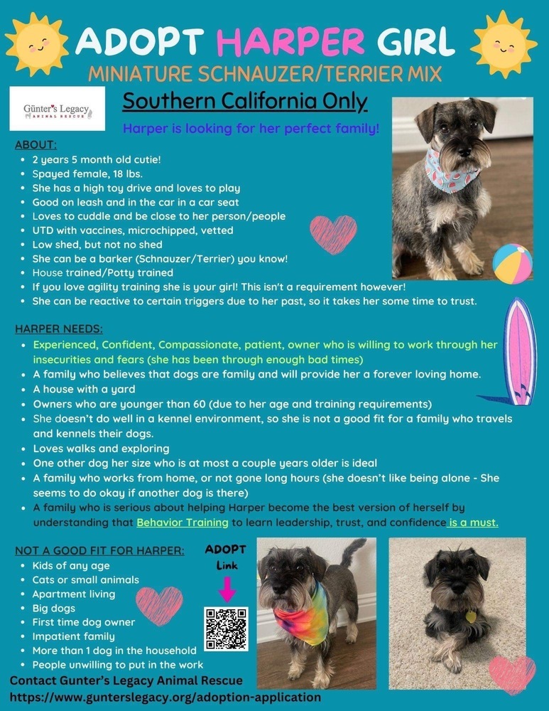 Harper (STOLEN), an adoptable Schnauzer, Terrier in Claremont, CA, 91711 | Photo Image 1