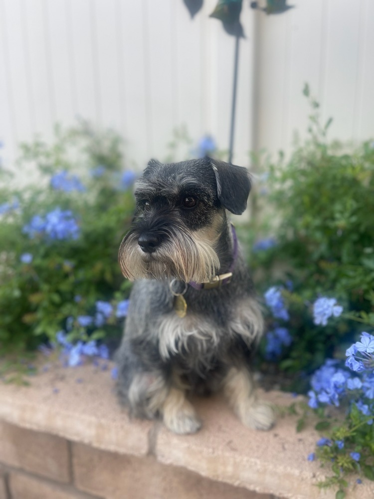 Harper (STOLEN), an adoptable Schnauzer, Terrier in Claremont, CA, 91711 | Photo Image 2