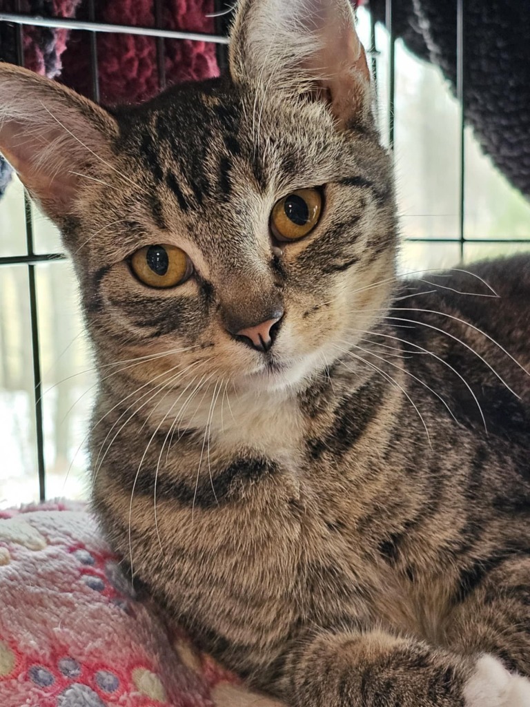 Saki, an adoptable Domestic Short Hair in Shell Lake, WI, 54871 | Photo Image 1