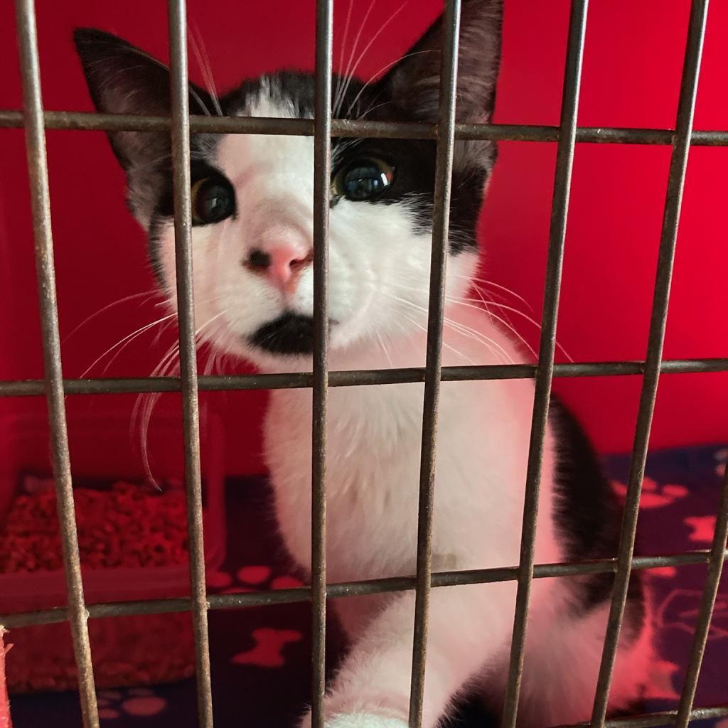 YinYang, an adoptable Domestic Short Hair in North Battleford, SK, S9A 2M7 | Photo Image 1