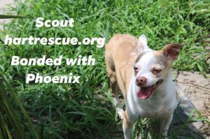 Scout, Adult Male Chihuahua