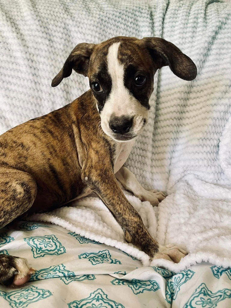 Wisteria, an adoptable Australian Cattle Dog / Blue Heeler, Basenji in Nashville, GA, 31639 | Photo Image 1