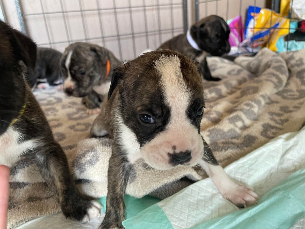 Wisteria, an adoptable Australian Cattle Dog / Blue Heeler, Basenji in Nashville, GA, 31639 | Photo Image 2