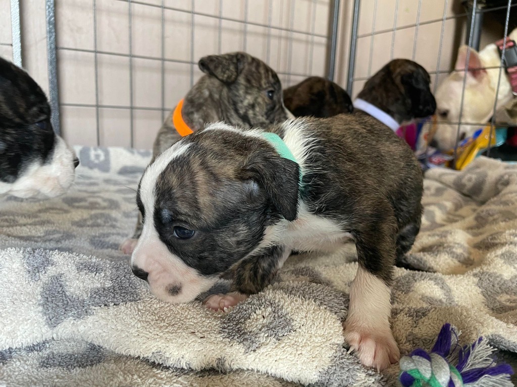 Wisteria, an adoptable Australian Cattle Dog / Blue Heeler, Basenji in Nashville, GA, 31639 | Photo Image 3