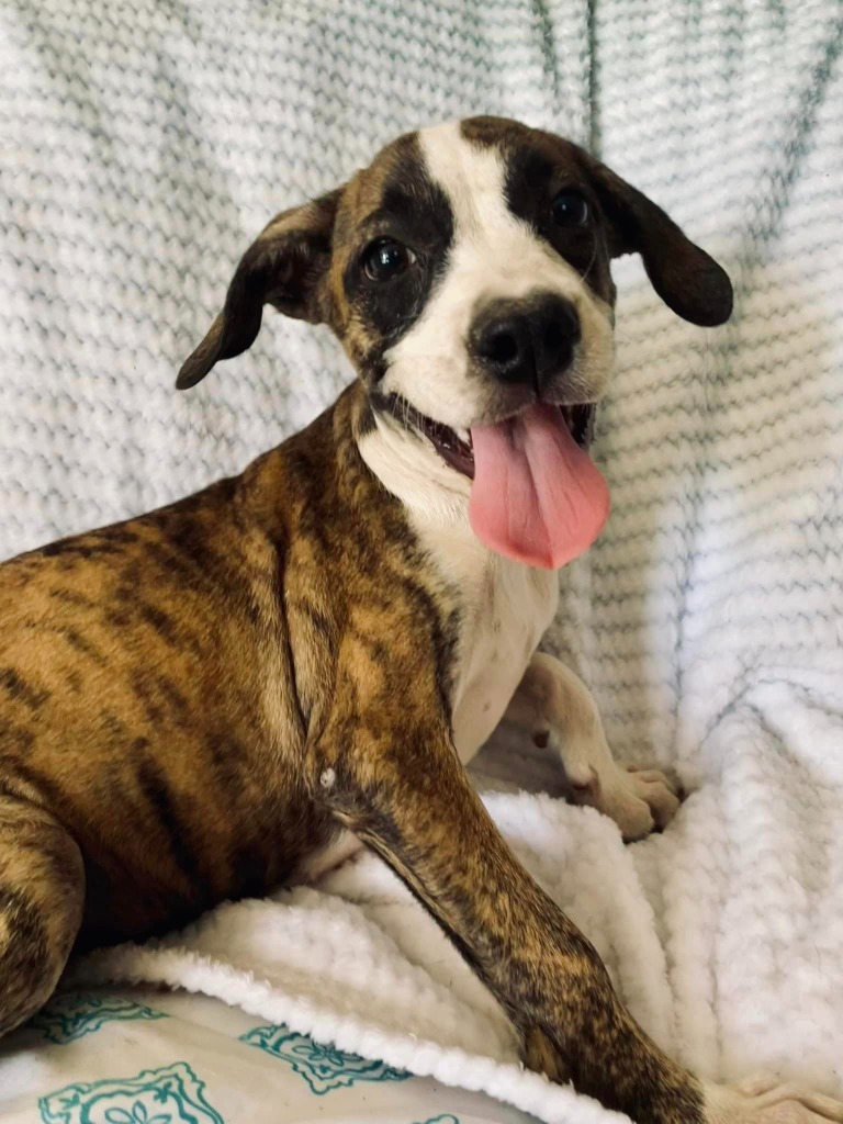 Wisteria, an adoptable Australian Cattle Dog / Blue Heeler, Basenji in Nashville, GA, 31639 | Photo Image 4