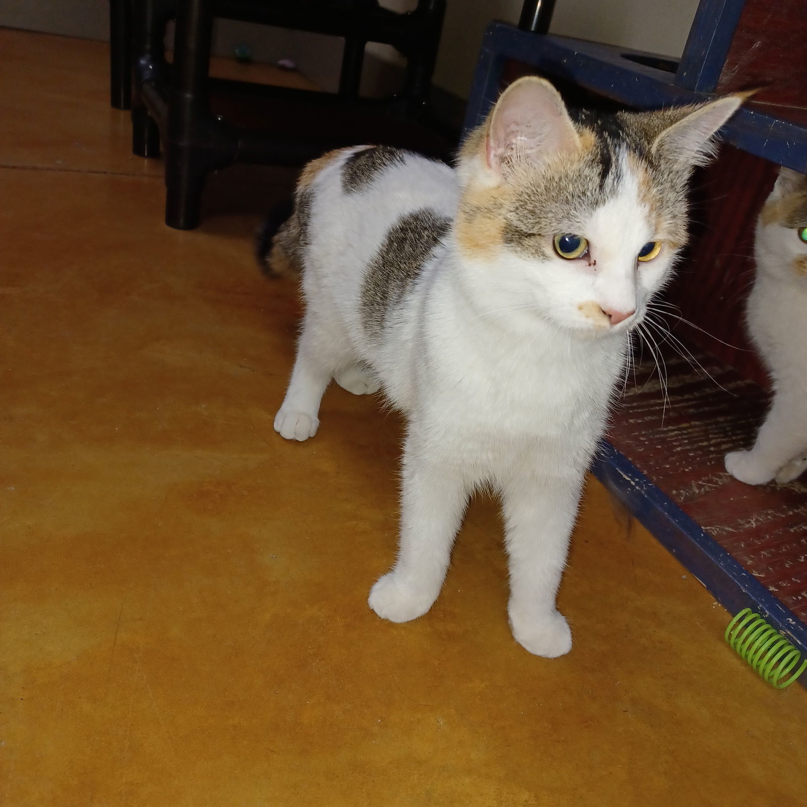 Patches