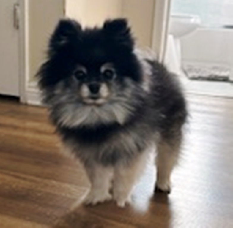 Tasha and Silver, an adoptable Pomeranian in Irvine, CA, 92604 | Photo Image 1