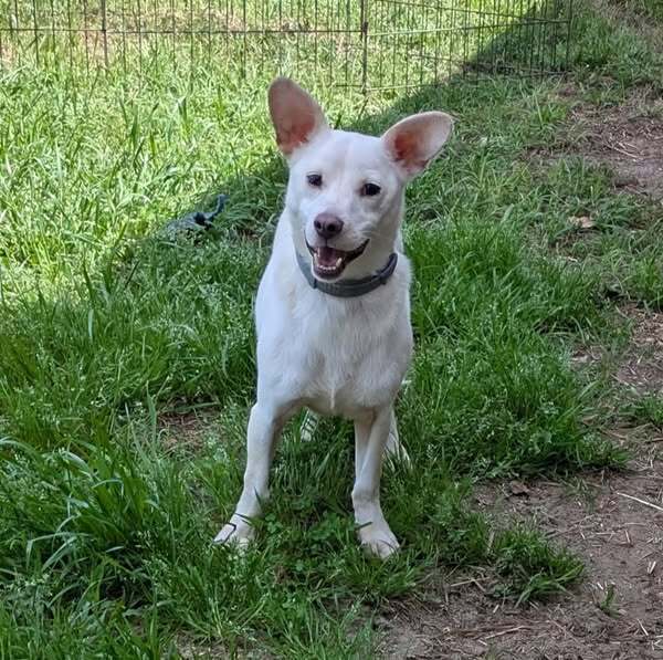 Shea, an adoptable Feist, Chihuahua in Ridgeland, SC, 29936 | Photo Image 1
