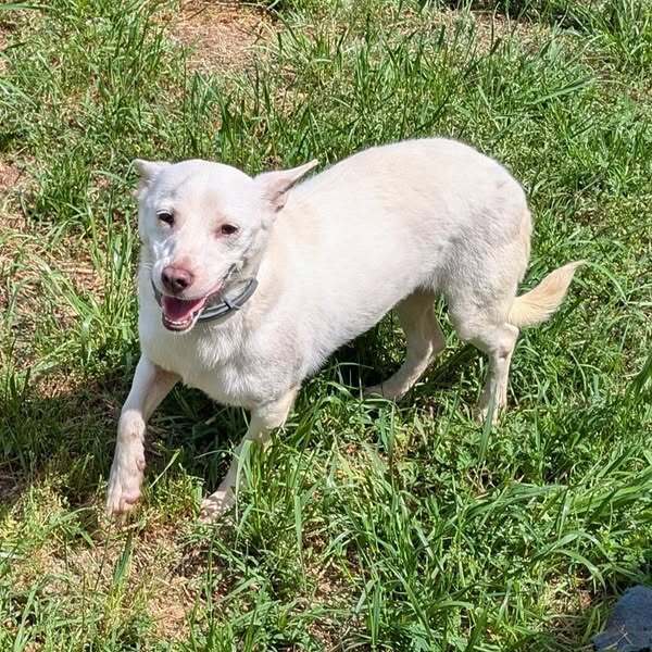 Shea, an adoptable Feist, Chihuahua in Ridgeland, SC, 29936 | Photo Image 2
