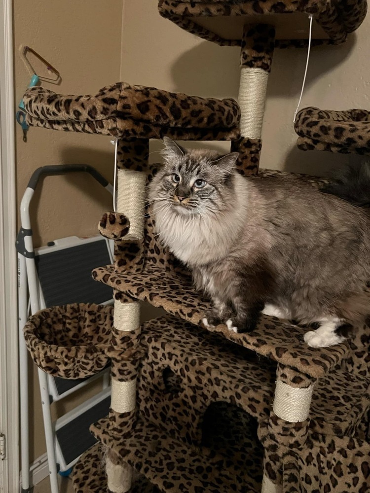 Gracie, an adoptable Siamese, Ragdoll in Calimesa, CA, 92320 | Photo Image 3