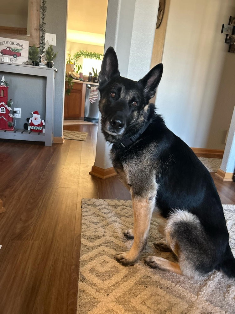 Reacher, an adoptable German Shepherd Dog in Fredonia, WI, 53021 | Photo Image 1