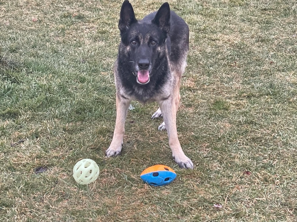 Reacher, an adoptable German Shepherd Dog in Fredonia, WI, 53021 | Photo Image 2