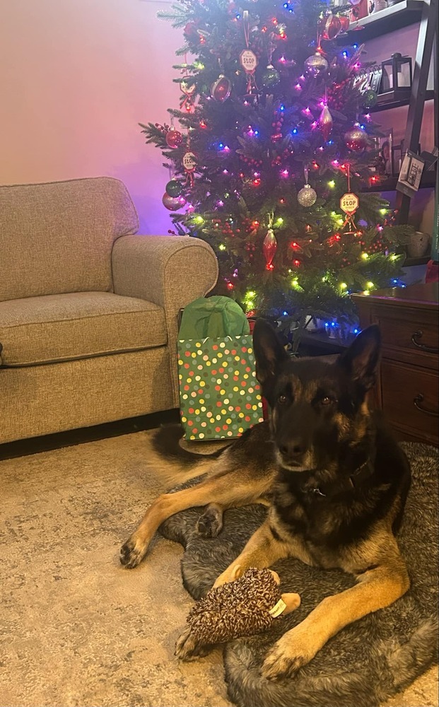 Reacher, an adoptable German Shepherd Dog in Fredonia, WI, 53021 | Photo Image 3