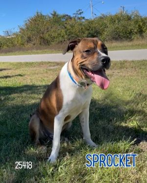 Looking for a fun-loving active pup to join your family Meet Sprocket This sweet and smart boy ha