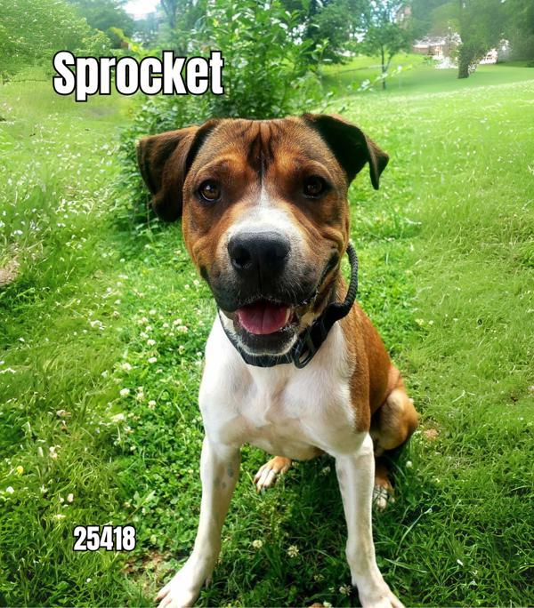 Sprocket