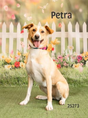Meet Petra A sweet girl who loves to give hugs once she knows you Petra is a little shy and