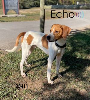 Echo is a great boy He is friendly and truly loves people He recently attended an adoption event a
