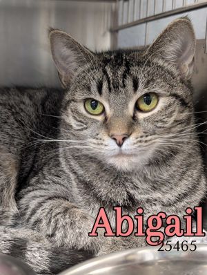 Sweet Abigail has come such a long way Once a no touchy girl she now loves being petted This yo