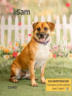 Meet Sam a handsome hound mix with a heart of gold Sam may be a little shy at first but