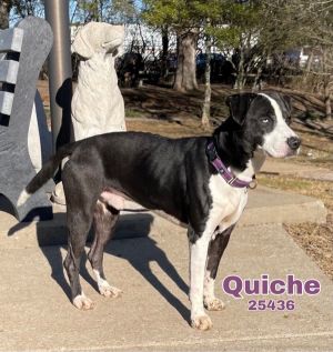 Meet Quiche the dashing fellow with one blue eye and one brown eye He is good-natured friendly a