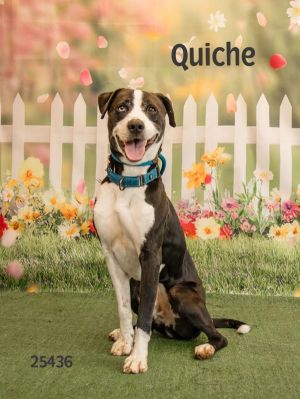 Meet Quiche the dashing fellow with one blue eye and one brown eye He is good-natured friendly a
