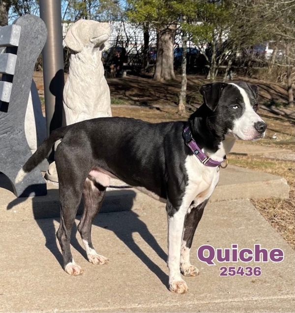 Quiche