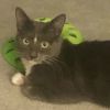 Sofie (& Munchkin) photo 2