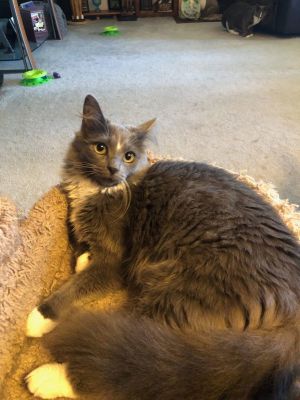 Munchkin (&amp; Sofie), Young Female Domestic Short Hair