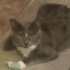 Munchkin (&amp; Sofie) photo 2
