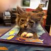 Munchkin (&amp; Sofie) photo 3