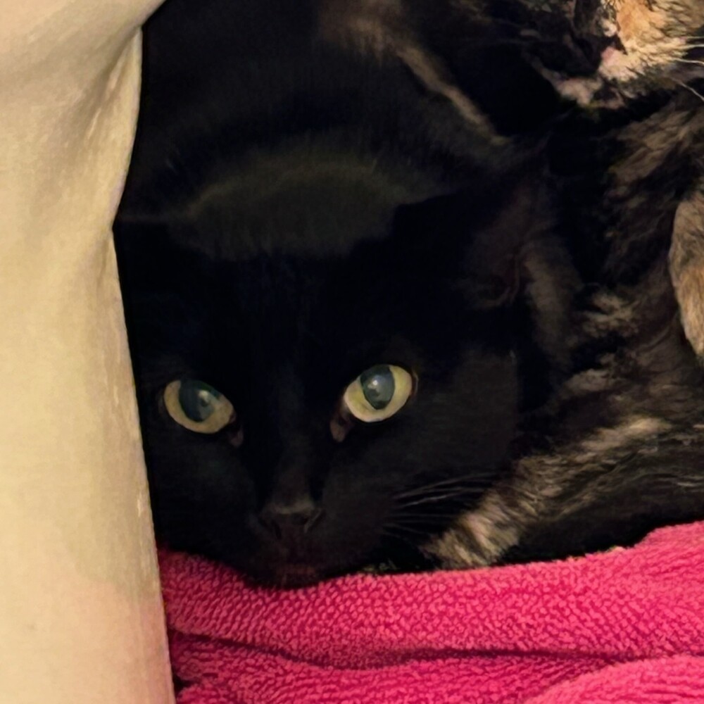 October, an adoptable Domestic Short Hair in Aurora, CO, 80016 | Photo Image 1