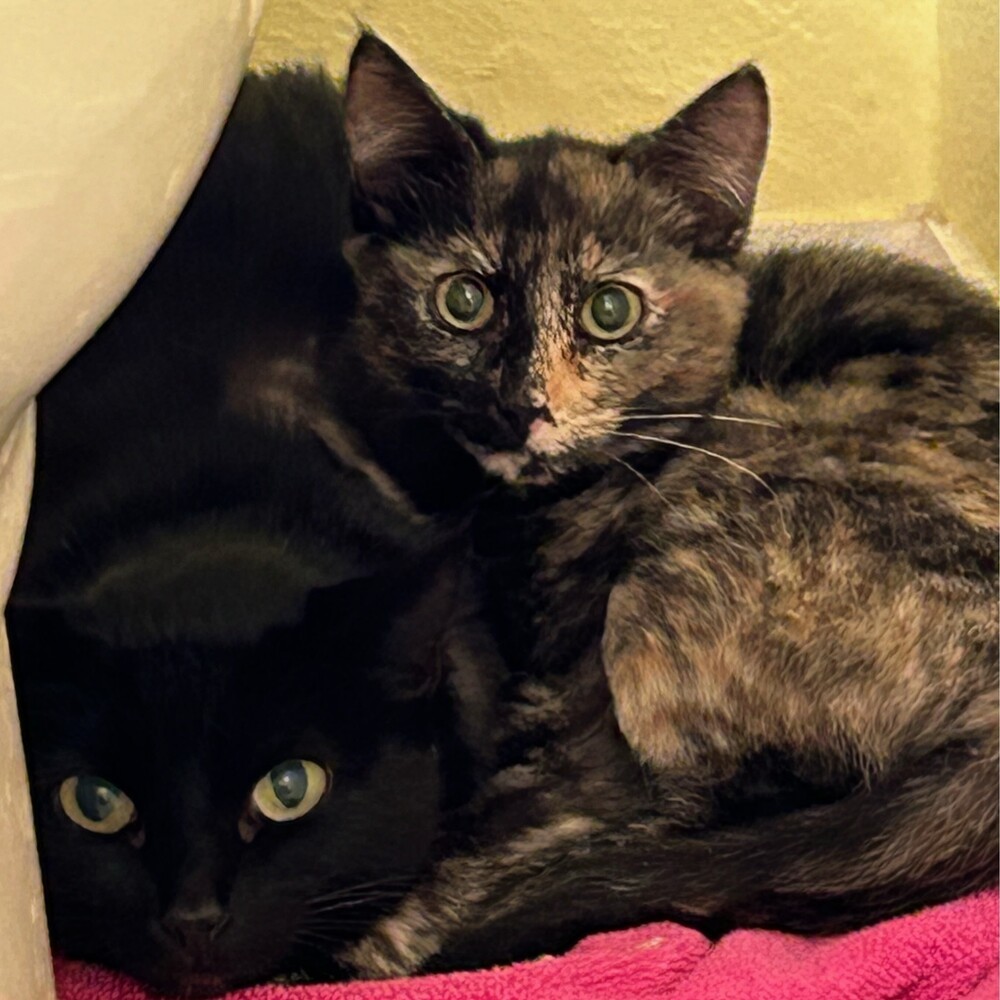 October, an adoptable Domestic Short Hair in Aurora, CO, 80016 | Photo Image 2