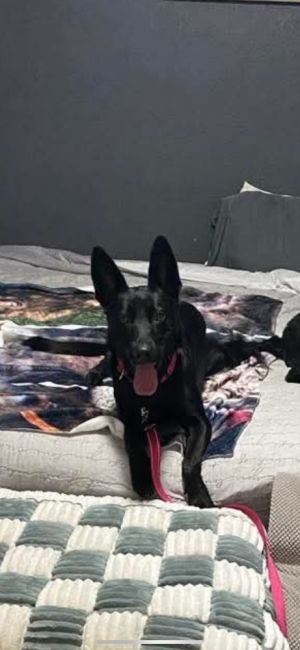 Luna Feliciana, Adult Female German Shepherd Dog