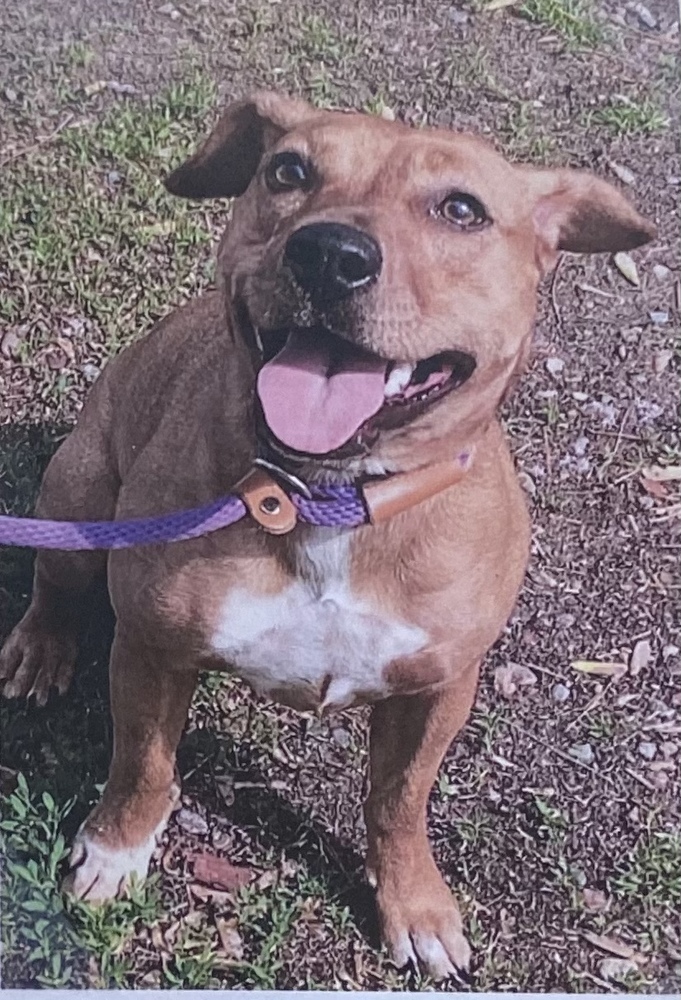 Lila