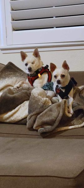 Yoshi, Adult Male Terrier