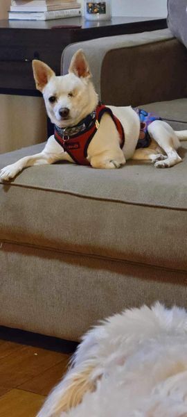 Yoshi