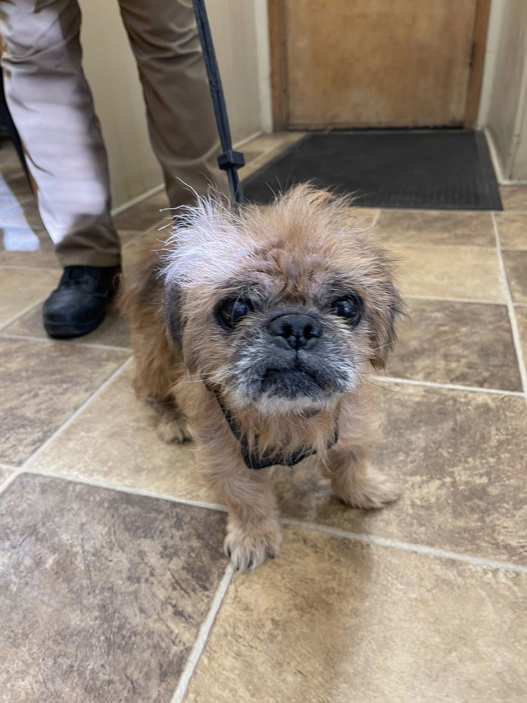 Gus Gus~, an adoptable Pekingese, Pug in Columbia, TN, 38401 | Photo Image 1