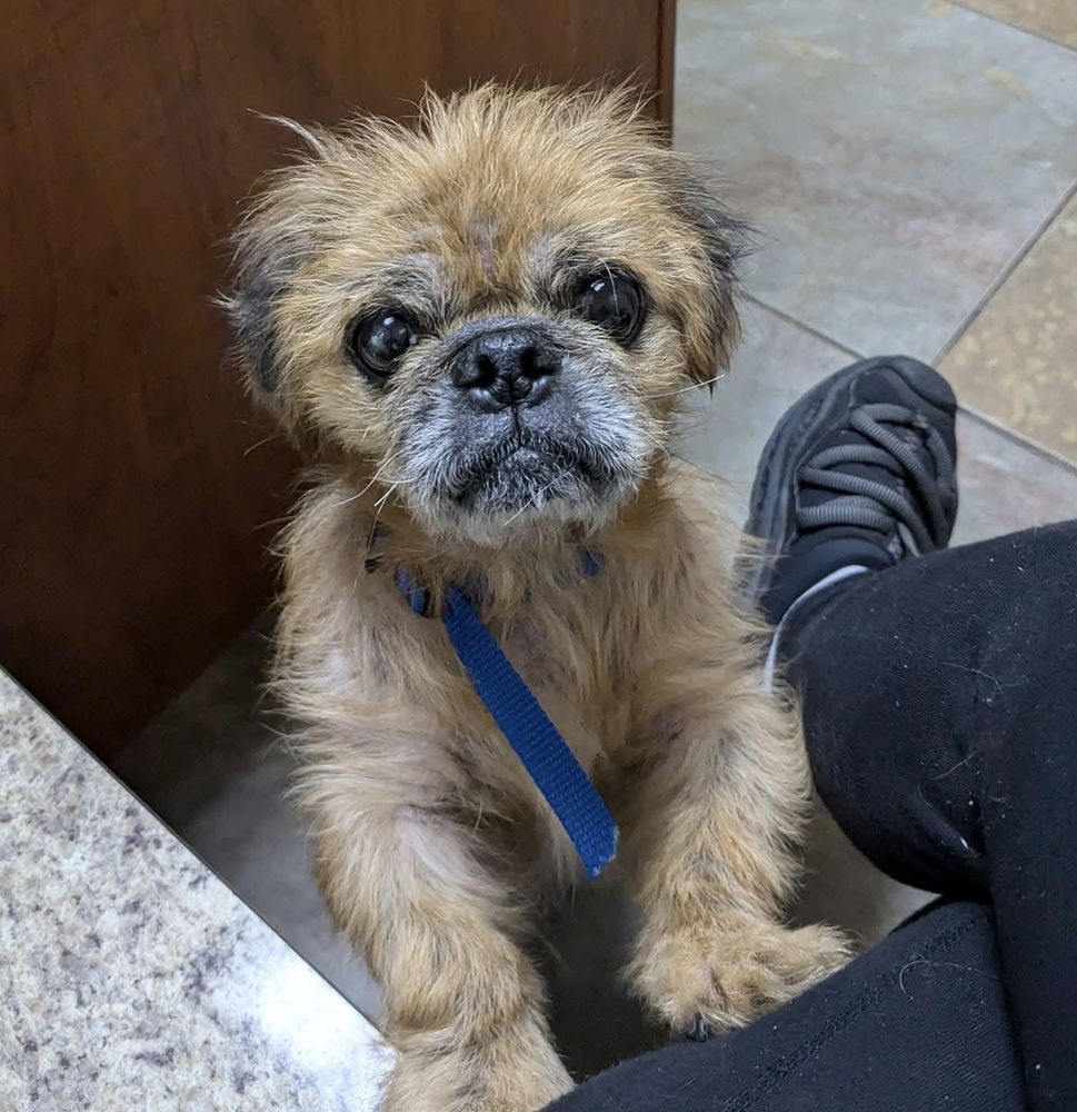 Gus Gus~, an adoptable Pekingese, Pug in Columbia, TN, 38401 | Photo Image 3