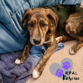 DJ - Wallaroo Litter, an adoptable Mixed Breed in Kenai, AK, 99611 | Photo Image 1