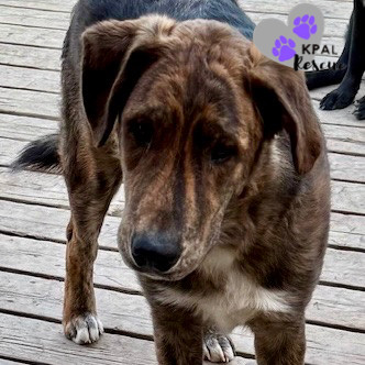 DJ - Wallaroo Litter, an adoptable Mixed Breed in Kenai, AK, 99611 | Photo Image 1