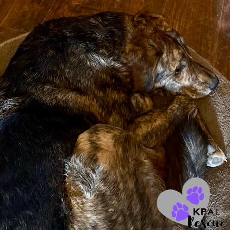 DJ - Wallaroo Litter, an adoptable Mixed Breed in Kenai, AK, 99611 | Photo Image 2