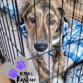 DJ - Wallaroo Litter, an adoptable Mixed Breed in Kenai, AK, 99611 | Photo Image 2