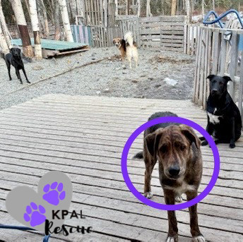 DJ - Wallaroo Litter, an adoptable Mixed Breed in Kenai, AK, 99611 | Photo Image 3