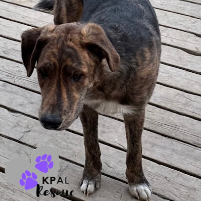 DJ - Wallaroo Litter, an adoptable Mixed Breed in Kenai, AK, 99611 | Photo Image 4
