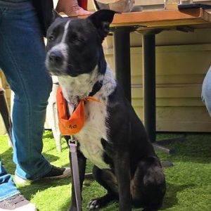 PERSONALITY happy playful BREED cattle dogpit mix AGE  1 year old WEIGHT 30lbs Rescued from Te